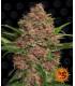 Purple Punch Auto (Barney's Farm)