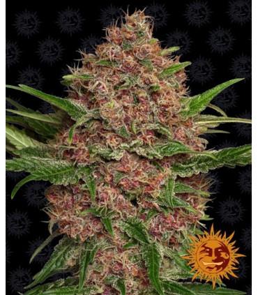 Purple Punch Auto (Barney's Farm)