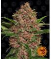 Purple Punch Auto