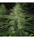 Northern Lights