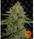 Triple Cheese (Barney's Farm)