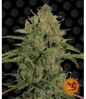 Triple Cheese (Barney's Farm)