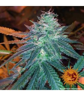 Triple Cheese (Barney's Farm)