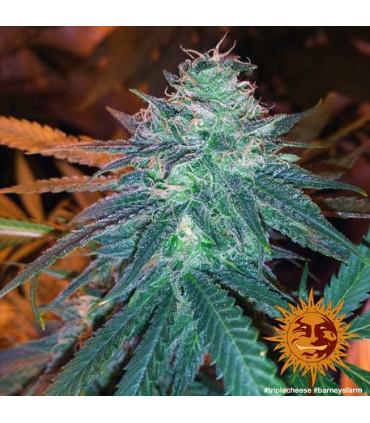 Triple Cheese (Barney's Farm)