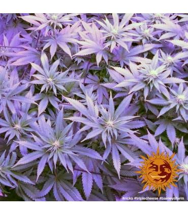 Triple Cheese (Barney's Farm)