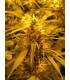 Super Skunk