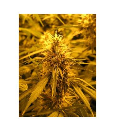Super Skunk