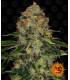 Shiskaberry (Barney's Farm)