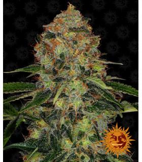 Shiskaberry (Barney's Farm)