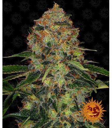 Shiskaberry (Barney's Farm)