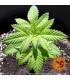 Shiskaberry (Barney's Farm)
