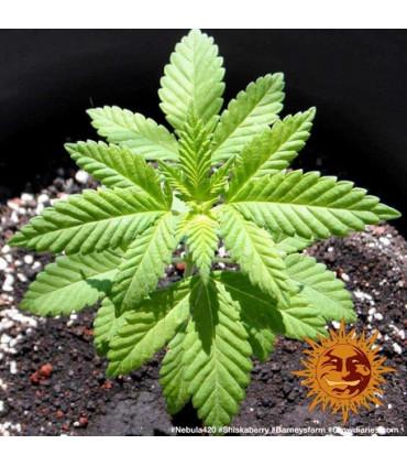 Shiskaberry (Barney's Farm)