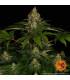 Shiskaberry (Barney's Farm)
