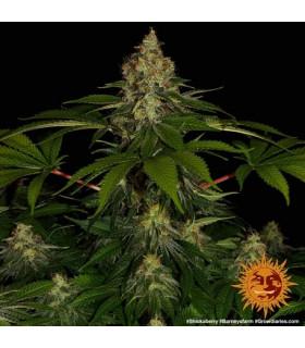 Shiskaberry (Barney's Farm)