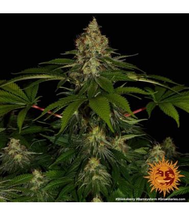 Shiskaberry (Barney's Farm)