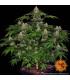Shiskaberry (Barney's Farm)