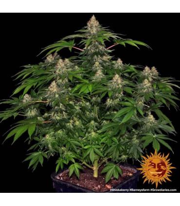 Shiskaberry (Barney's Farm)