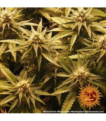 Shiskaberry (Barney's Farm)