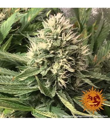 Tangerine Dream (Barney's Farm)