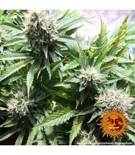 Tangerine Dream (Barney's Farm)