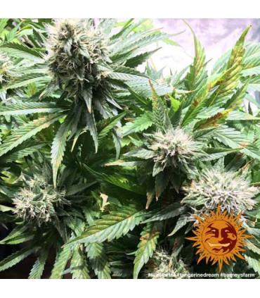 Tangerine Dream (Barney's Farm)