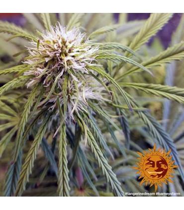 Tangerine Dream (Barney's Farm)