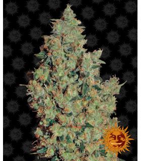 Tangerine Dream (Barney's Farm)