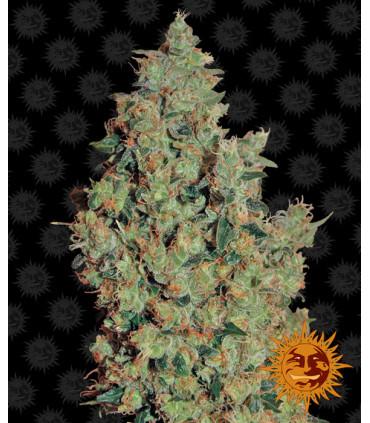 Tangerine Dream (Barney's Farm)