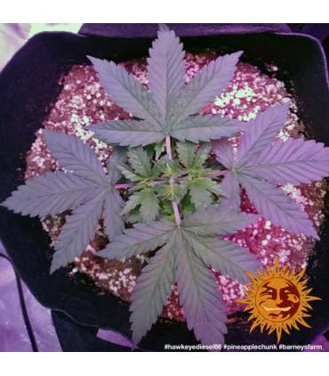 Pineapple Chunk - Barney's Farm