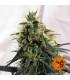 Pineapple Chunk - Barney's Farm
