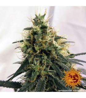 Pineapple Chunk - Barney's Farm