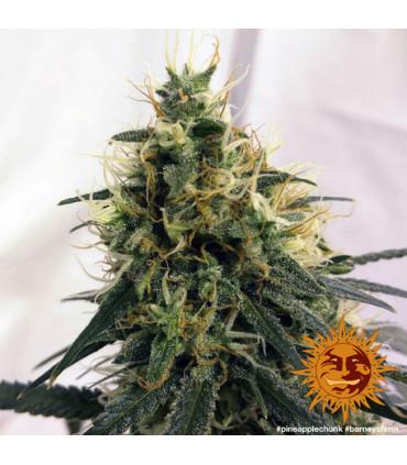 Pineapple Chunk - Barney's Farm