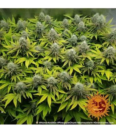 Pineapple Chunk - Barney's Farm