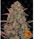 Pineapple Chunk - Barney's Farm