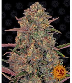 Pineapple Chunk - Barney's Farm