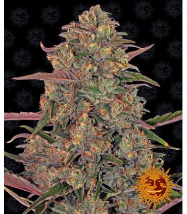 Pineapple Chunk - Barney's Farm