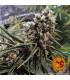 Peyote Critical (Barney's Farm)