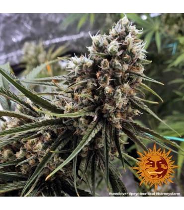 Peyote Critical (Barney's Farm)