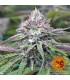 Peyote Critical (Barney's Farm)