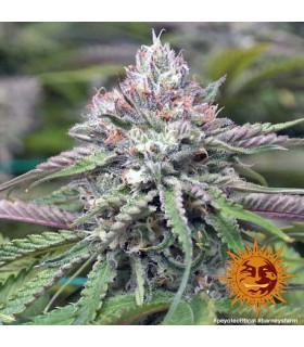 Peyote Critical (Barney's Farm)