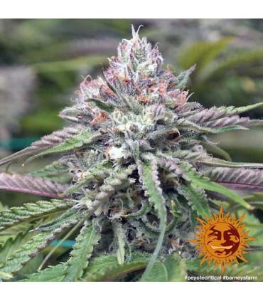 Peyote Critical (Barney's Farm)