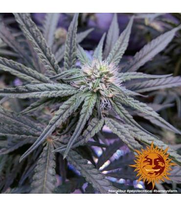 Peyote Critical (Barney's Farm)