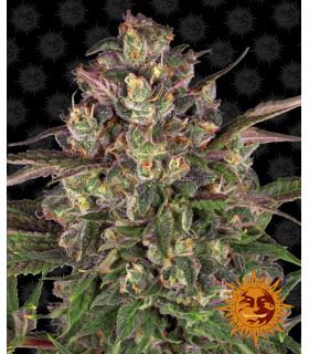 Peyote Critical (Barney's Farm)