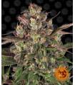 Peyote Critical