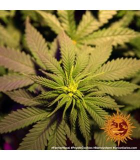 Peyote Cookies (Barney's Farm)