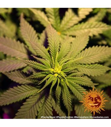 Peyote Cookies (Barney's Farm)