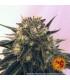 Peyote Cookies (Barney's Farm)