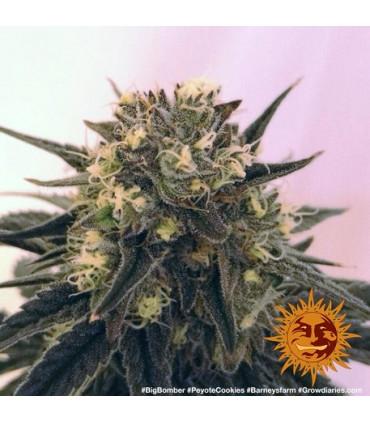 Peyote Cookies (Barney's Farm)