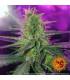 Peyote Cookies (Barney's Farm)