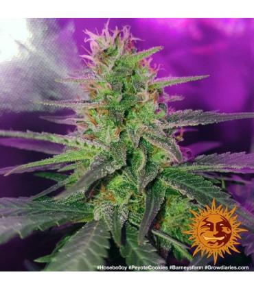 Peyote Cookies (Barney's Farm)